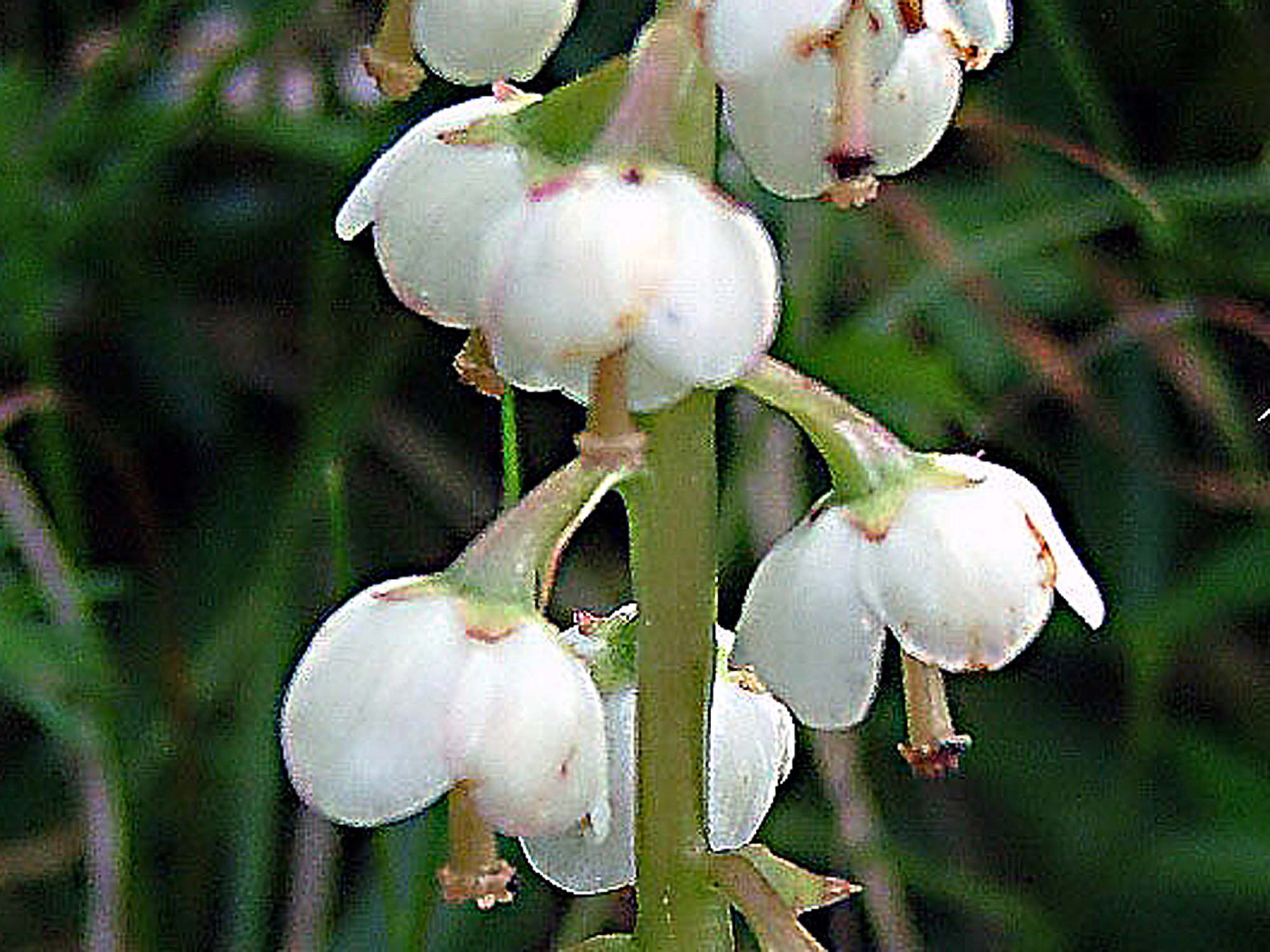 Pyrola media / Pirola intermedia